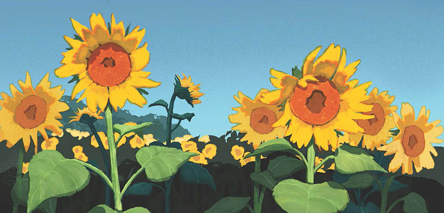 LAST SUMMER - Sunflowers